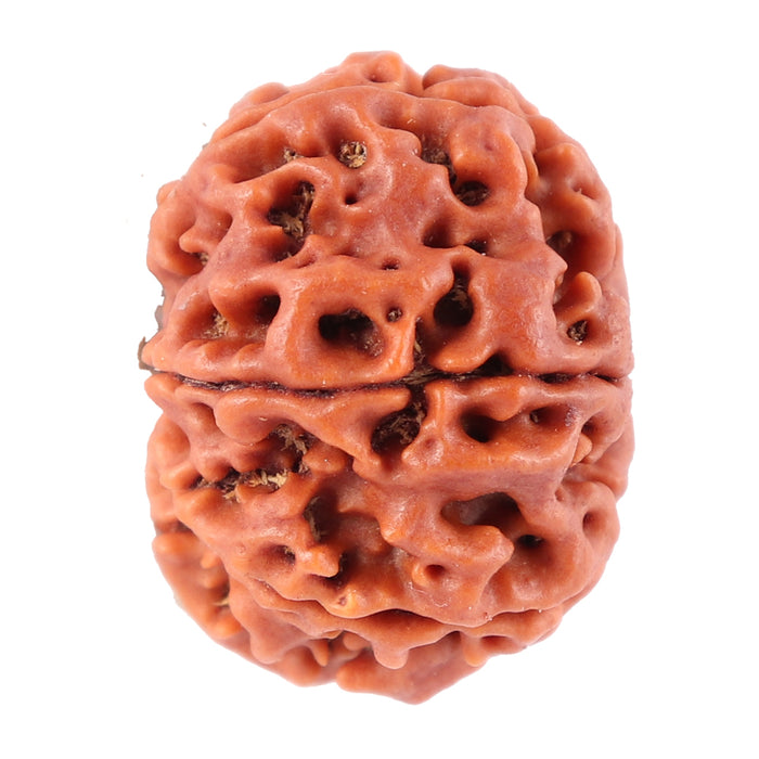 8 Mukhi Nepalese Rudraksha - Bead No. 65