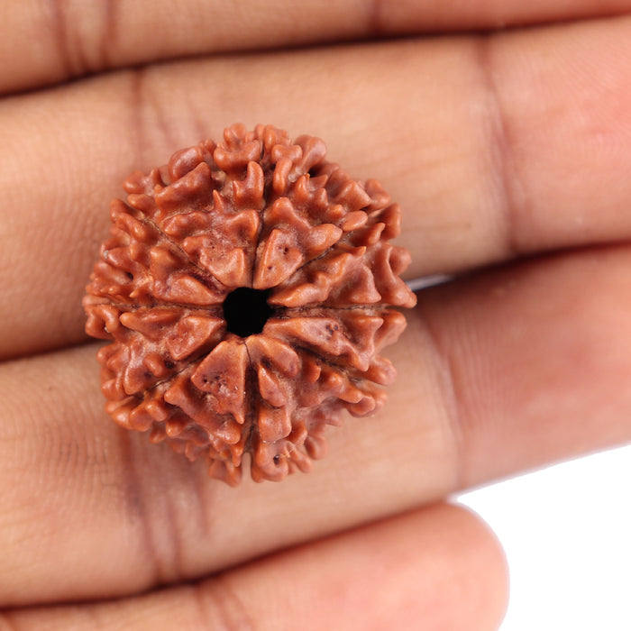 8 Mukhi Nepalese Rudraksha - Bead No. 66