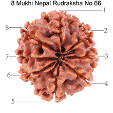 Load image into Gallery viewer, 8 Mukhi Nepalese Rudraksha - Bead No. 66
