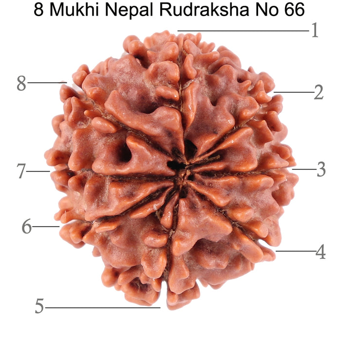 8 Mukhi Nepalese Rudraksha - Bead No. 66