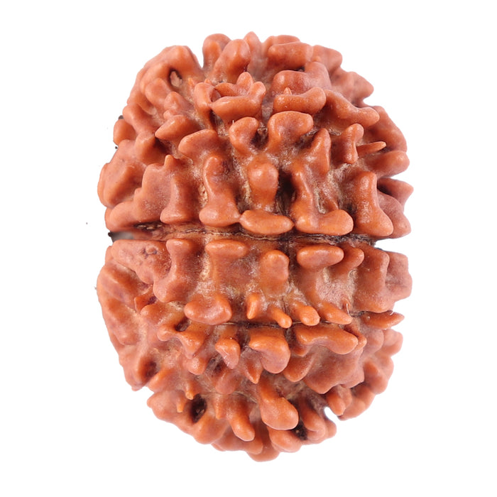 8 Mukhi Nepalese Rudraksha - Bead No. 66