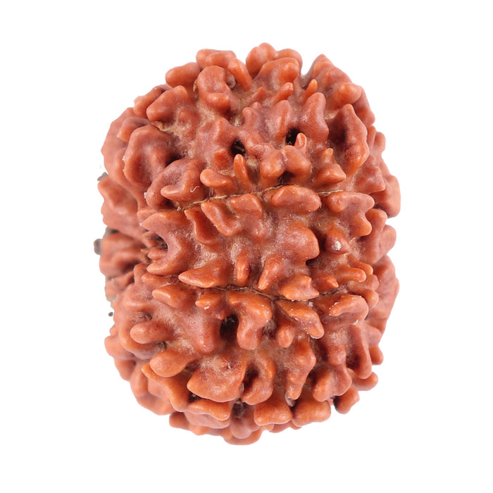8 Mukhi Nepalese Rudraksha - Bead No. 66