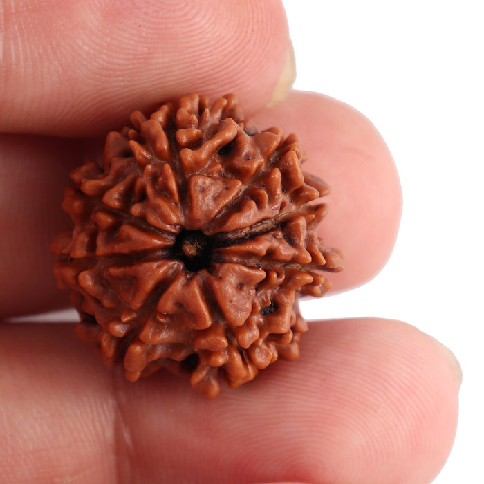 8 Mukhi Nepalese Rudraksha - Bead No. 69