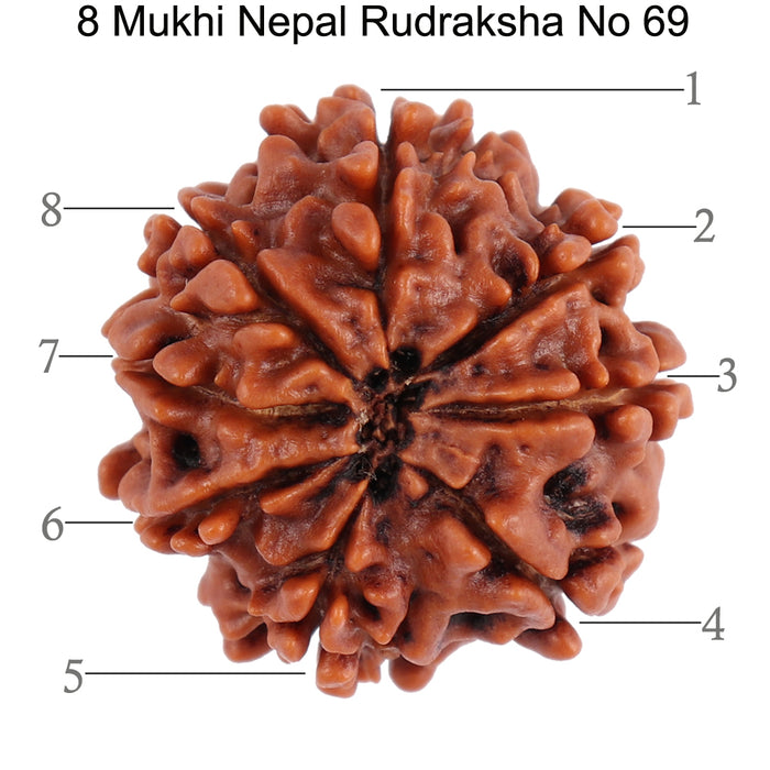 8 Mukhi Nepalese Rudraksha - Bead No. 69