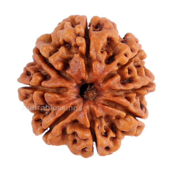 8 Mukhi Nepalese Rudraksha - Bead No. 70