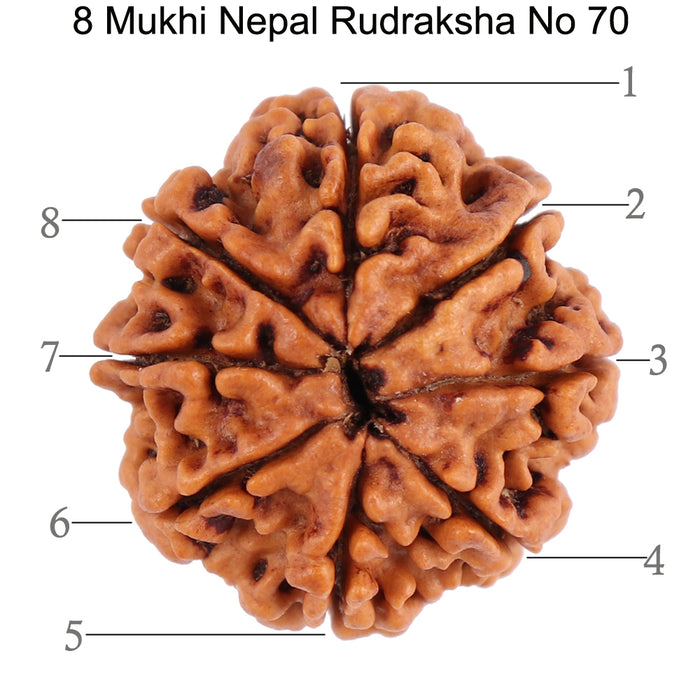 8 Mukhi Nepalese Rudraksha - Bead No. 70