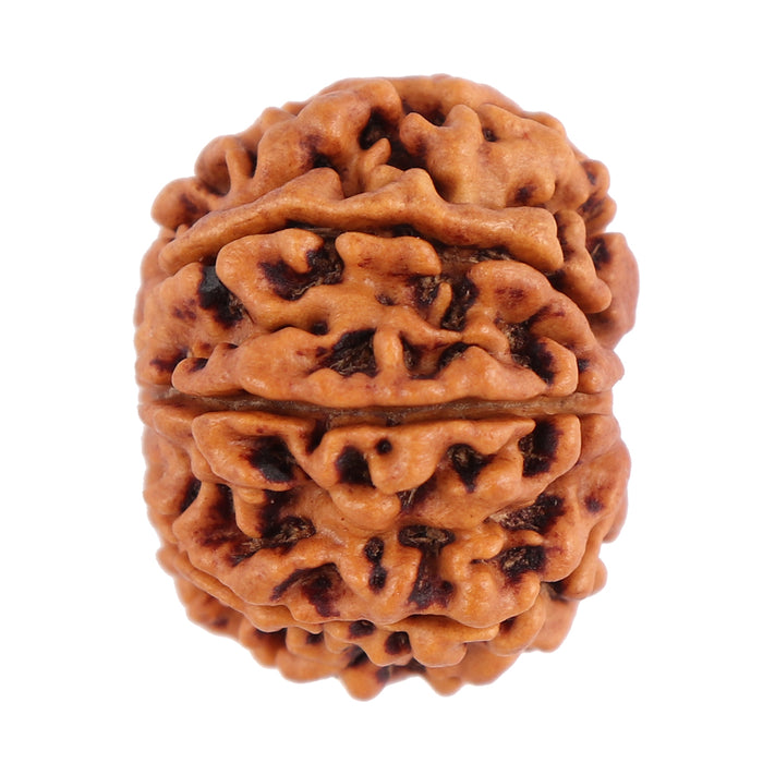 8 Mukhi Nepalese Rudraksha - Bead No. 70