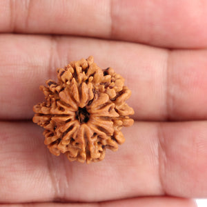8 Mukhi Nepalese Rudraksha - Bead No. 72