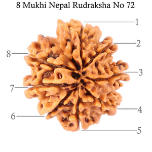 8 Mukhi Nepalese Rudraksha - Bead No. 72