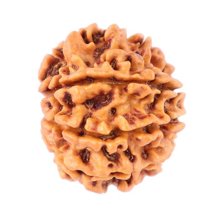 8 Mukhi Nepalese Rudraksha - Bead No. 72