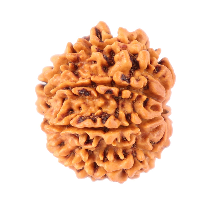 8 Mukhi Nepalese Rudraksha - Bead No. 72