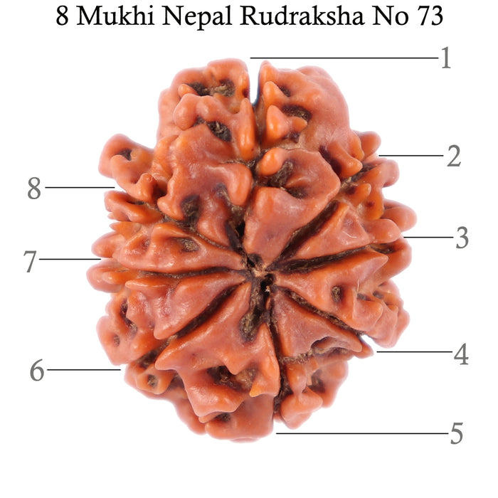 8 Mukhi Nepalese Rudraksha - Bead No. 73