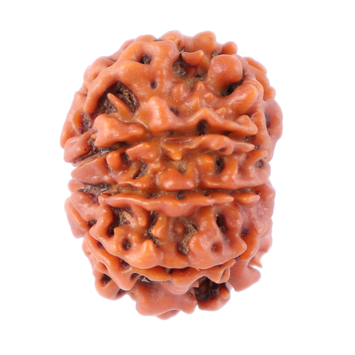 8 Mukhi Nepalese Rudraksha - Bead No. 73