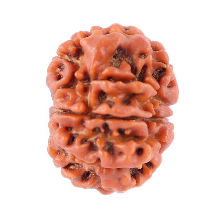 8 Mukhi Nepalese Rudraksha - Bead No. 73