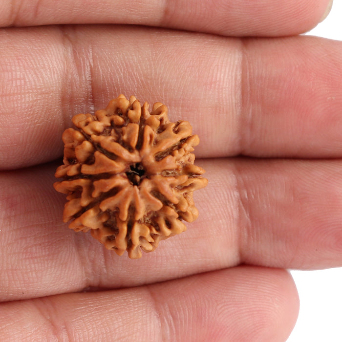 8 Mukhi Nepalese Rudraksha - Bead No. 74