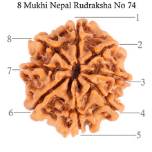 Load image into Gallery viewer, 8 Mukhi Nepalese Rudraksha - Bead No. 74
