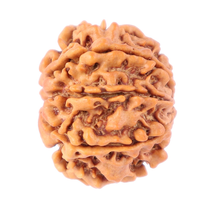 8 Mukhi Nepalese Rudraksha - Bead No. 74