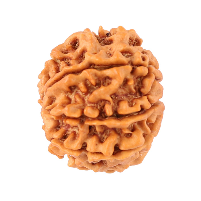 8 Mukhi Nepalese Rudraksha - Bead No. 74
