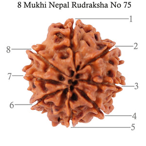 8 Mukhi Nepalese Rudraksha - Bead No. 75