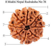 Load image into Gallery viewer, 8 Mukhi Nepalese Rudraksha - Bead No. 76
