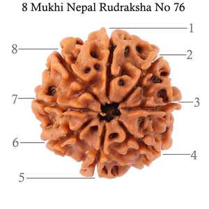 8 Mukhi Nepalese Rudraksha - Bead No. 76