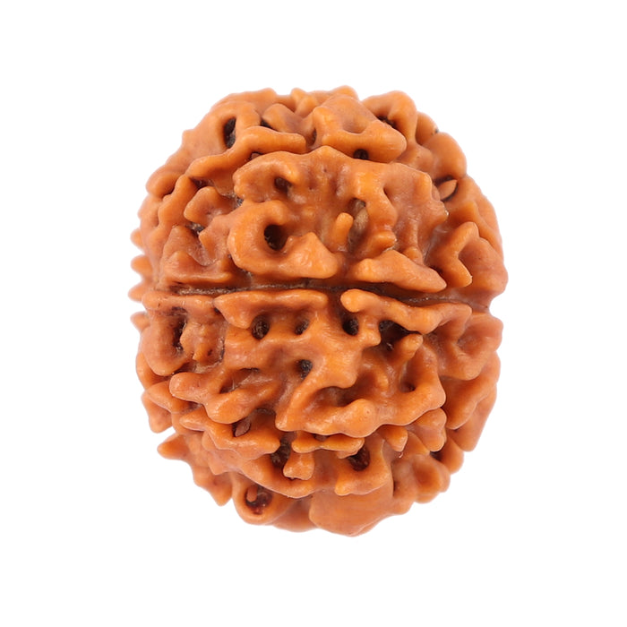8 Mukhi Nepalese Rudraksha - Bead No. 76