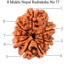 Load image into Gallery viewer, 8 Mukhi Nepalese Rudraksha - Bead No. 77
