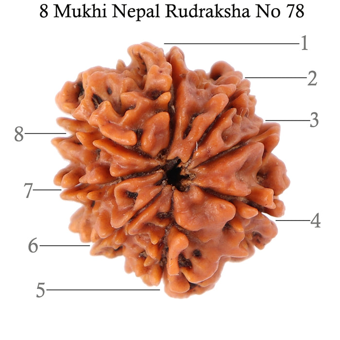 8 Mukhi Nepalese Rudraksha - Bead No. 78