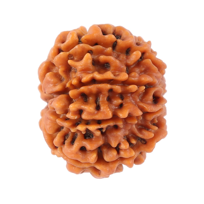 8 Mukhi Nepalese Rudraksha - Bead No. 78