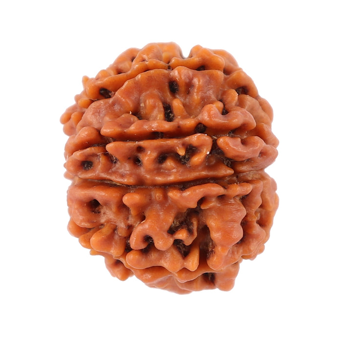 8 Mukhi Nepalese Rudraksha - Bead No. 78