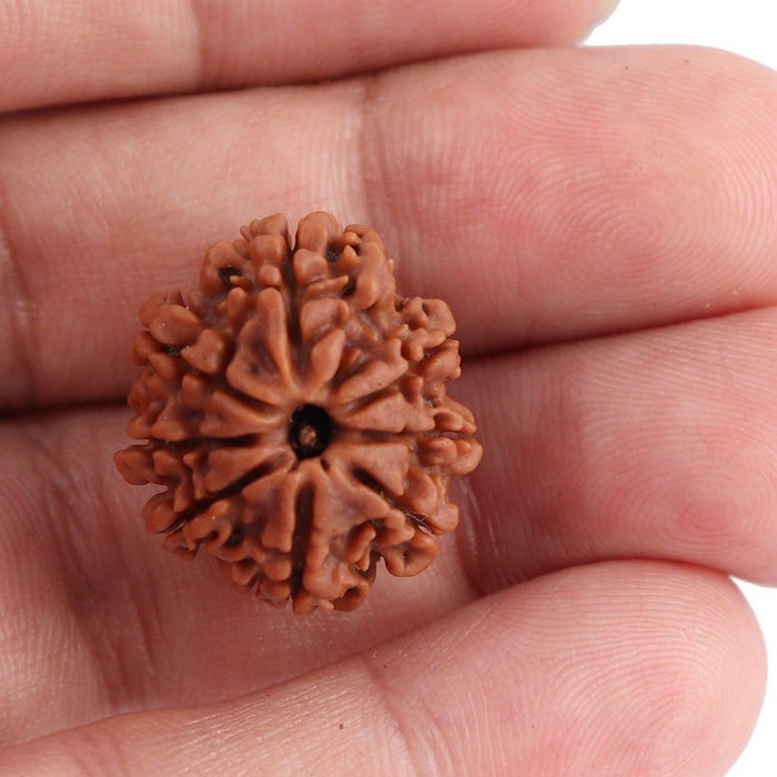8 Mukhi Nepalese Rudraksha - Bead No. 79
