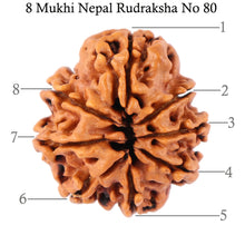 Load image into Gallery viewer, 8 Mukhi Nepalese Rudraksha - Bead No. 80

