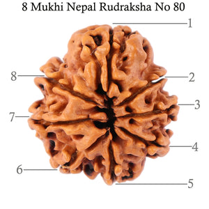 8 Mukhi Nepalese Rudraksha - Bead No. 80