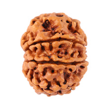 Load image into Gallery viewer, 8 Mukhi Nepalese Rudraksha - Bead No. 80
