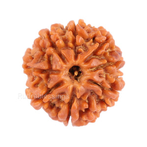 8 Mukhi Nepalese Rudraksha - Bead No. 82