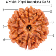 Load image into Gallery viewer, 8 Mukhi Nepalese Rudraksha - Bead No. 82
