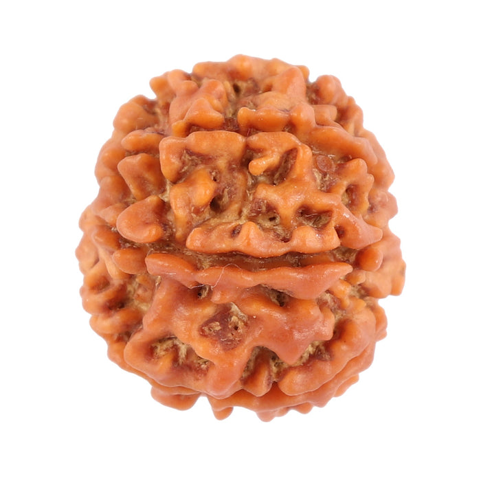 8 Mukhi Nepalese Rudraksha - Bead No. 82