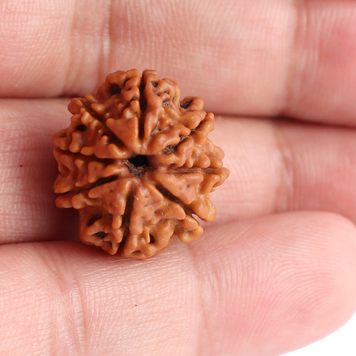 8 Mukhi Nepalese Rudraksha - Bead No. 83