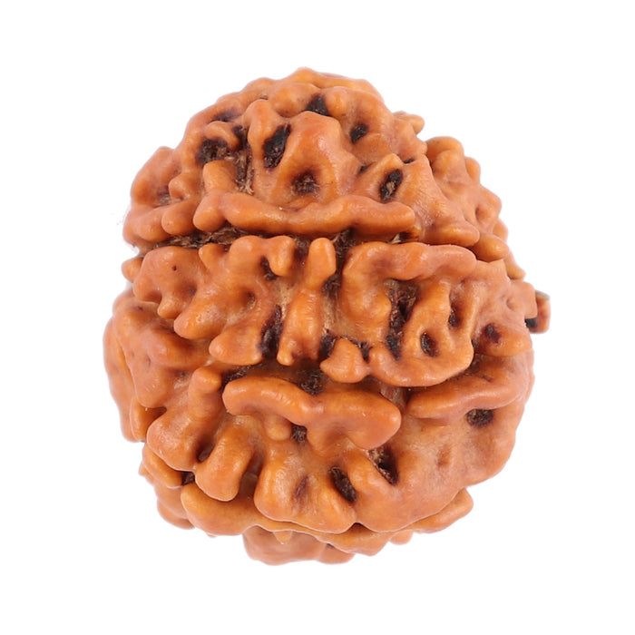 8 Mukhi Nepalese Rudraksha - Bead No. 83