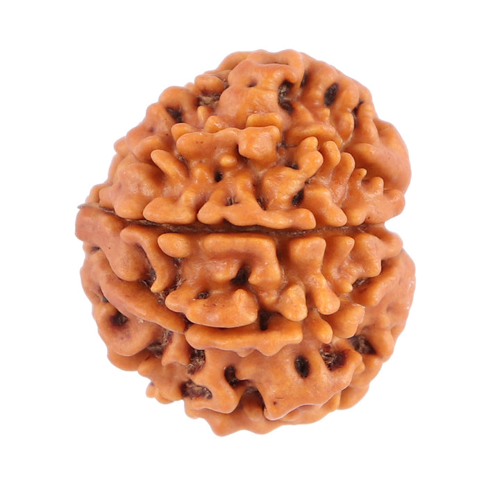 8 Mukhi Nepalese Rudraksha - Bead No. 83