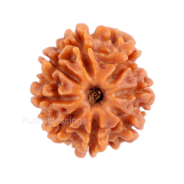 8 Mukhi Nepalese Rudraksha - Bead No. 84