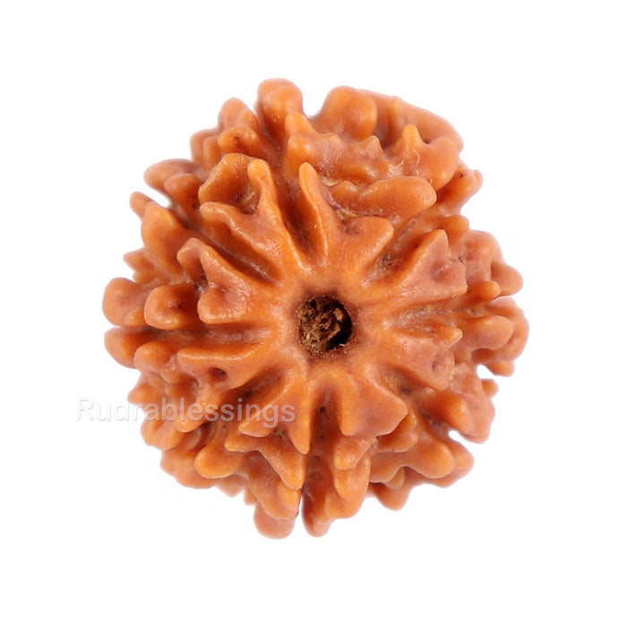 8 Mukhi Nepalese Rudraksha - Bead No. 84