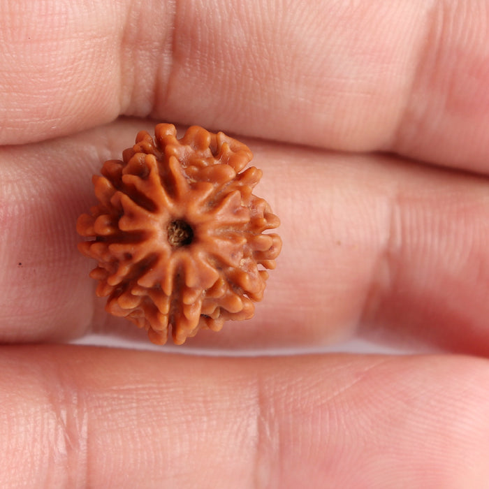 8 Mukhi Nepalese Rudraksha - Bead No. 84