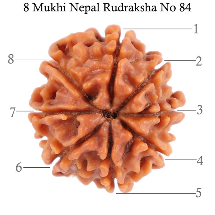 8 Mukhi Nepalese Rudraksha - Bead No. 84