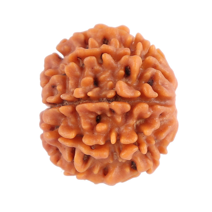 8 Mukhi Nepalese Rudraksha - Bead No. 84