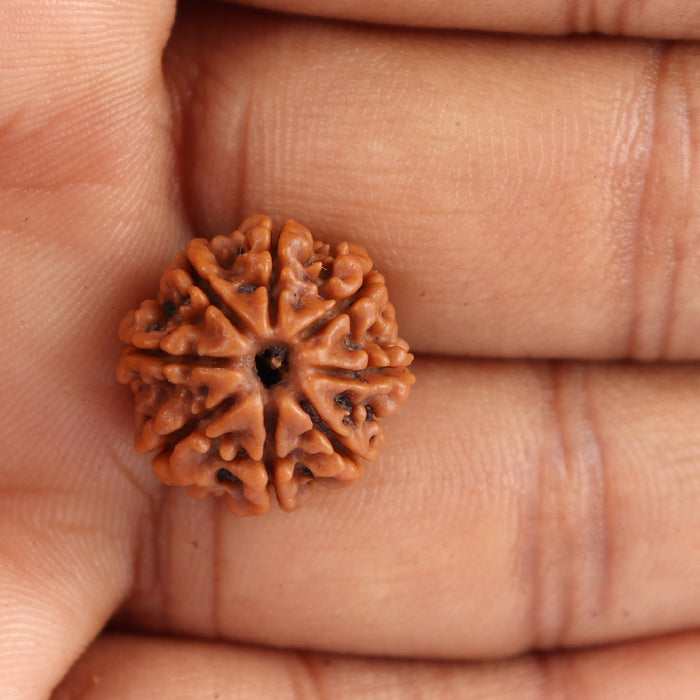 8 Mukhi Nepalese Rudraksha - Bead No. 85