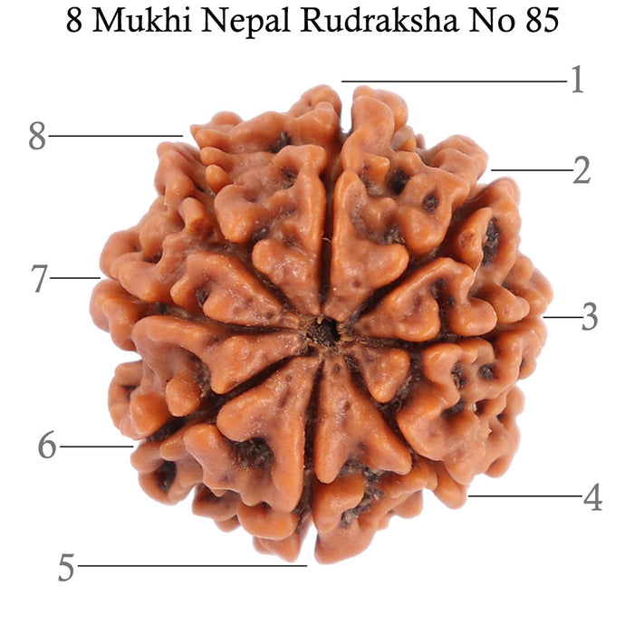 8 Mukhi Nepalese Rudraksha - Bead No. 85