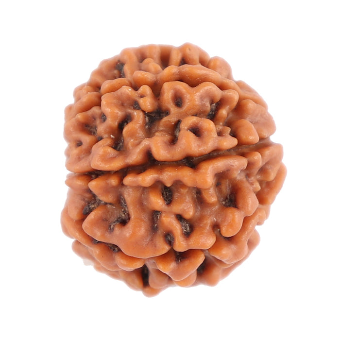 8 Mukhi Nepalese Rudraksha - Bead No. 85