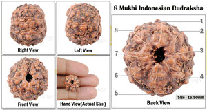 8 Mukhi Indonesian Rudraksha - Bead No. 22