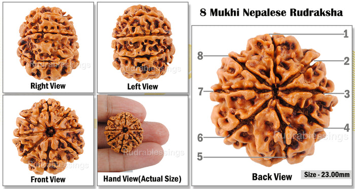 8 Mukhi Nepalese Rudraksha - Bead No. 63